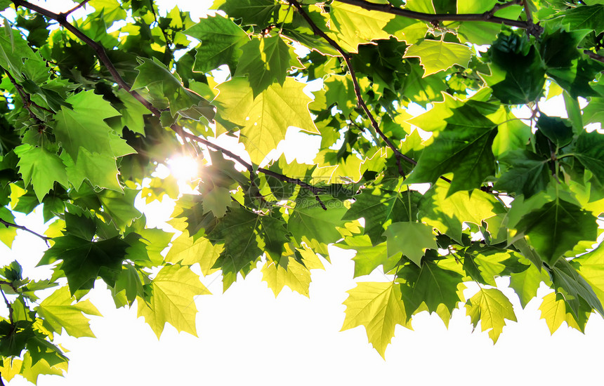 和太阳植物天空木头枝条森林植物学生物学公园阳光绿色图片
