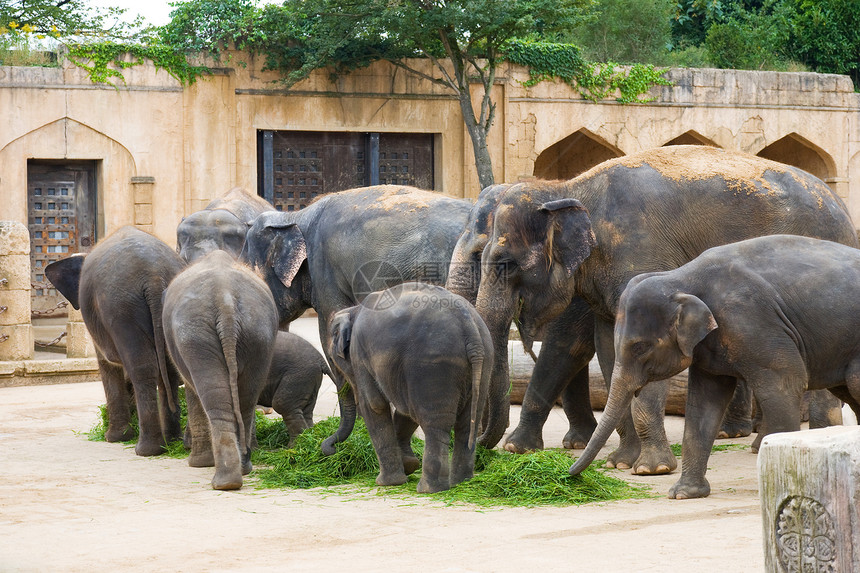 大象吃草家庭团体草本植物咀嚼小牛动物园动物建筑婴儿野生动物图片