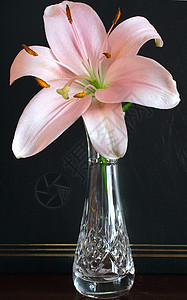 粉红百合花园水晶花瓶玻璃花朵花束粉色花瓣婚姻植物背景图片