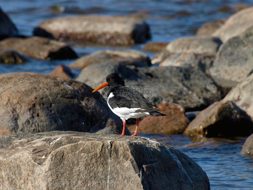 牡蛎捕猎者红色翅膀动物海滩白色黑色动物群羽毛橙子涉水图片