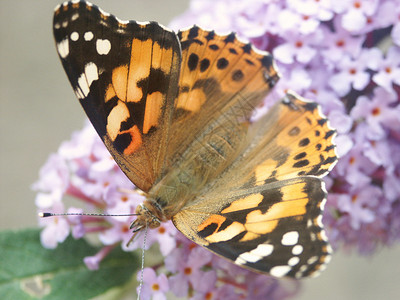 涂漆的女士蝴蝶漏洞昆虫花朵植物彩绘翅膀花园叶子绿色小姐背景图片