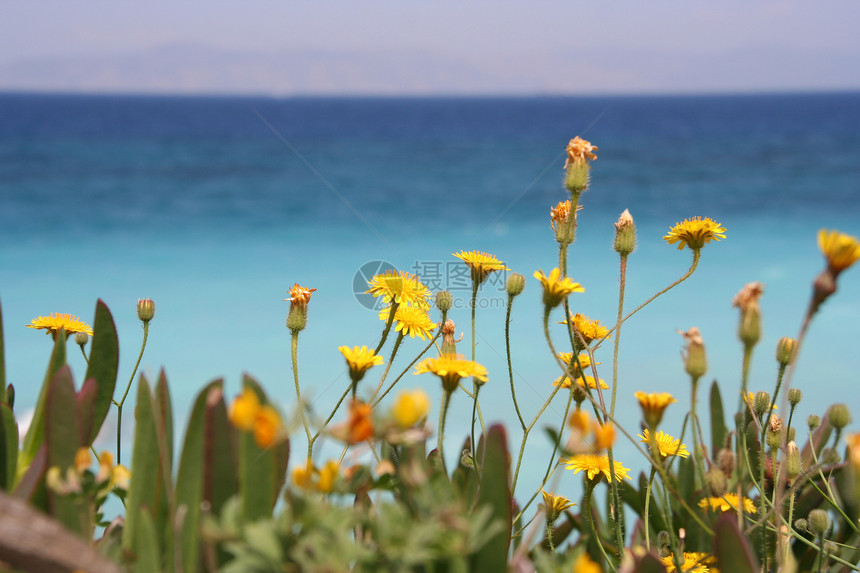 地中海鲜花花朵旅游岩石热带荒野玫瑰天空海滩海洋黄色图片