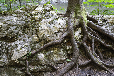 生长在岩石上的树 是斯洛伐克的乐园背景图片
