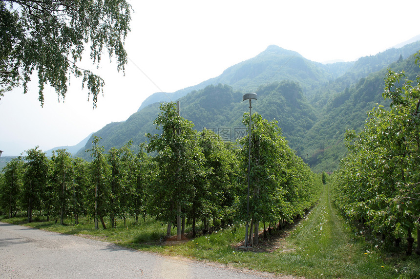 种植苹果平行线街道绿色路线苹果树树叶图片