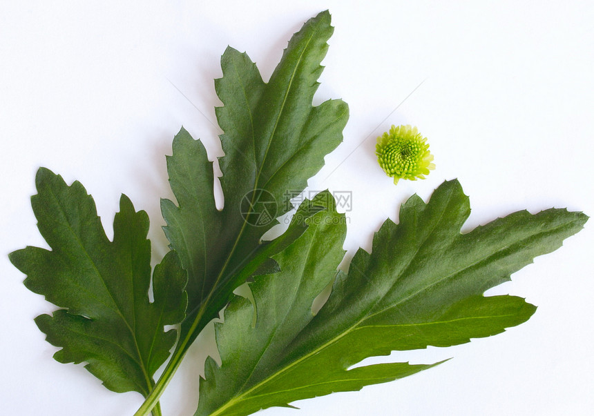 叶和花园艺宏观树叶植物花园花瓣叶子花朵生长绿色图片