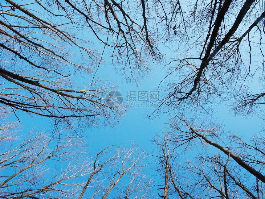 树冠树干环境分支机构树木天空森林蓝色图片