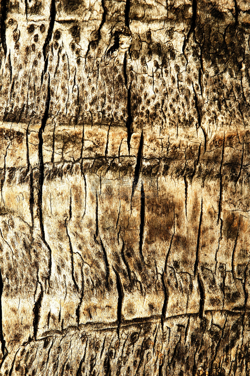 抽象纹理古老干燥的棕榈干裂缝条纹灰色木头材料木材图片