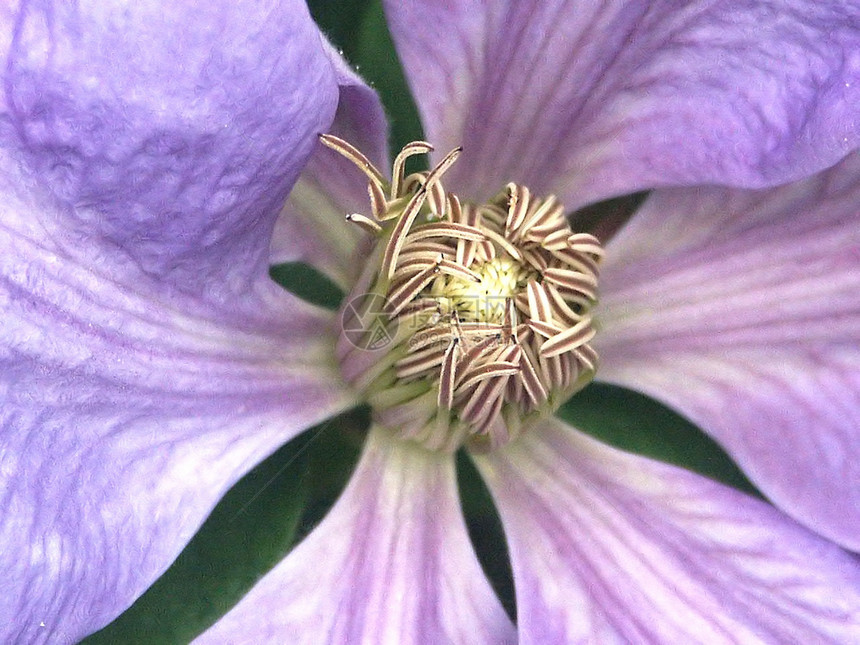蓝球菌紫色植物花朵粉色宏观花园花瓣图片