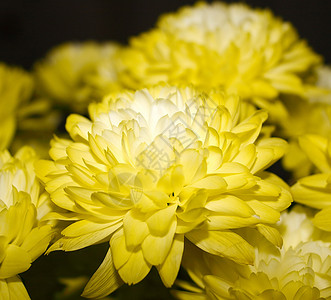 黄色菊花植物花瓣宏观花朵植物群花园背景图片