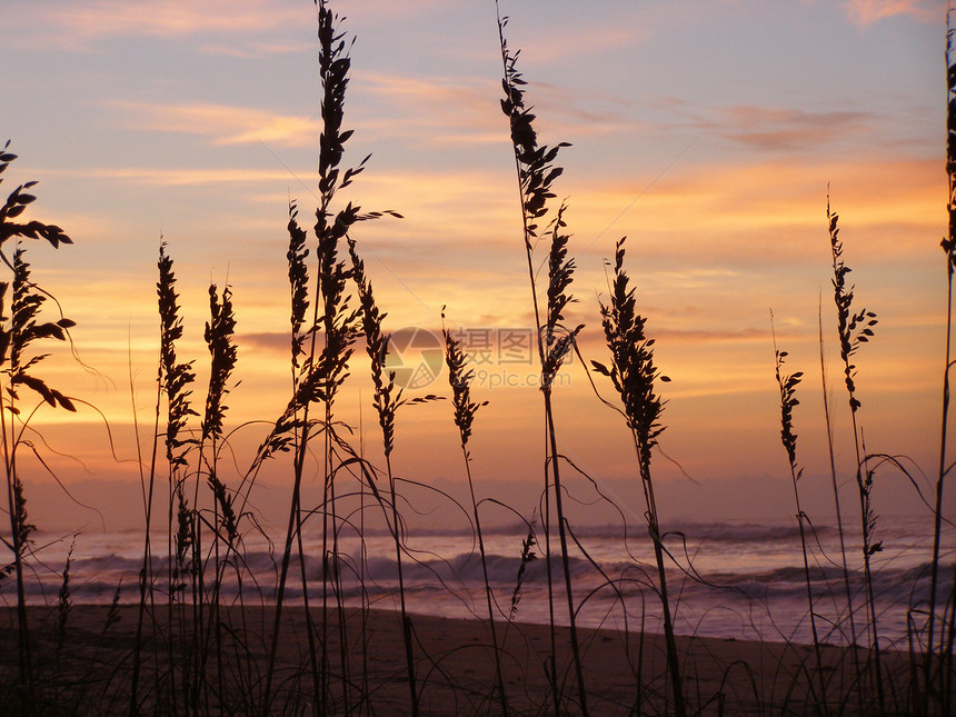 海草种子断路器海滩波浪树叶冲浪力量海岸日出海燕图片