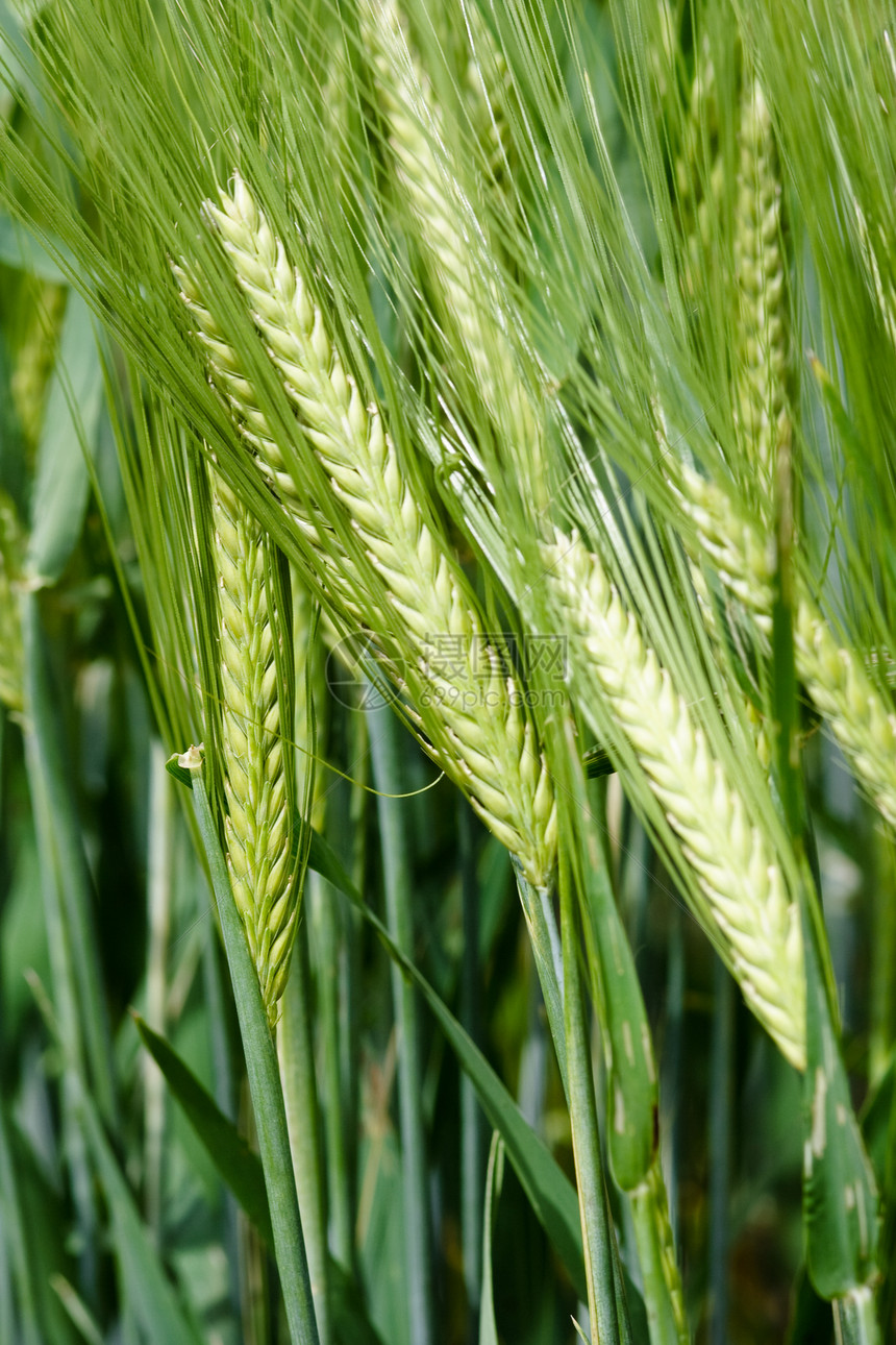 在农田种植的黄谷物可以收割了烘烤面包植物农民大麦农村培育小麦食物稻草图片