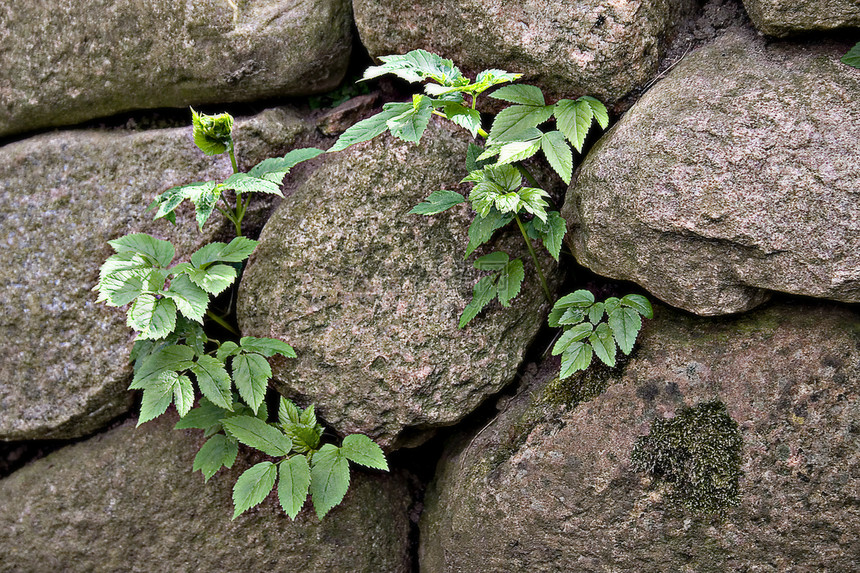 岩石绿色生长石头植物群图片
