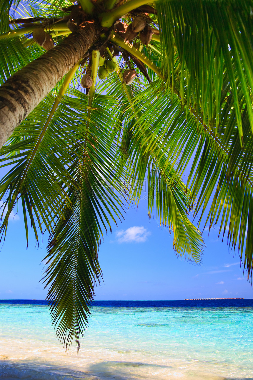 马尔代夫的热带天堂场景假期游客叶子气候美丽旅游太阳海岸线阳光图片