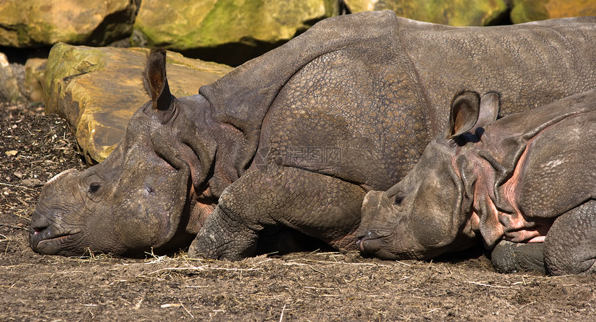 印度Rhinoceros母亲和孩子图片