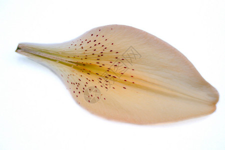 Lily 花瓣细节背景图片