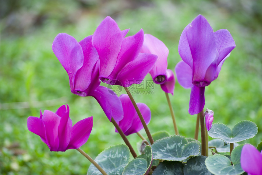 百花花生活树叶花瓣花朵生长植物紫色盆栽花园叶子图片