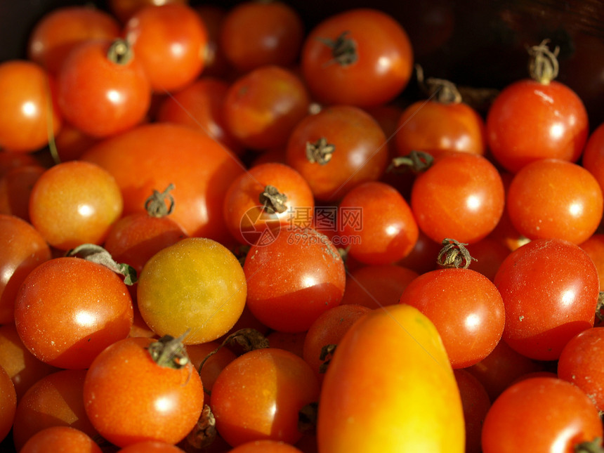 番茄红色蔬菜食物农业生物图片