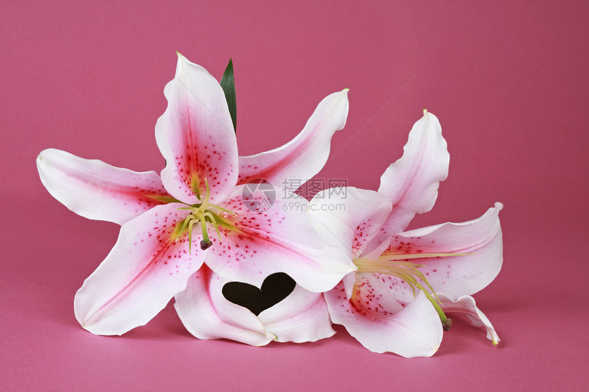 百丽黄色百合花瓣粉色白色植物学图片