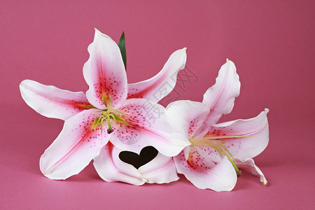百丽黄色百合花瓣粉色白色植物学背景图片