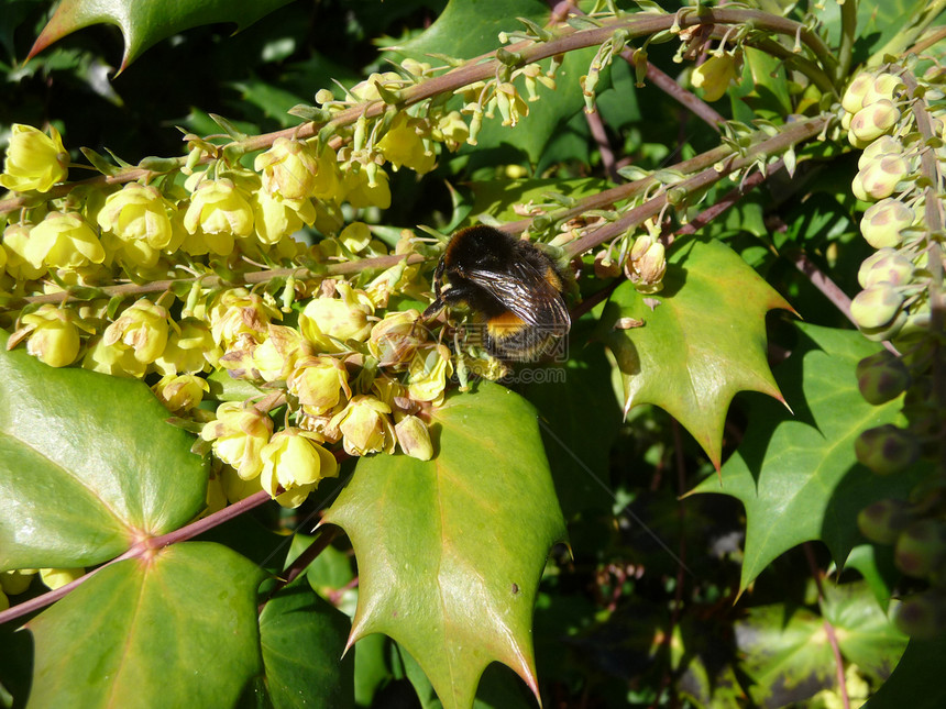 黄蜂请假植物群昆虫漏洞翅膀蜜蜂花瓣叶子园艺花园植被图片