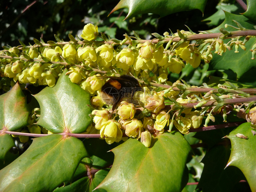 黄蜂请假花园园艺植物群昆虫植被花瓣野生动物翅膀漏洞叶子图片