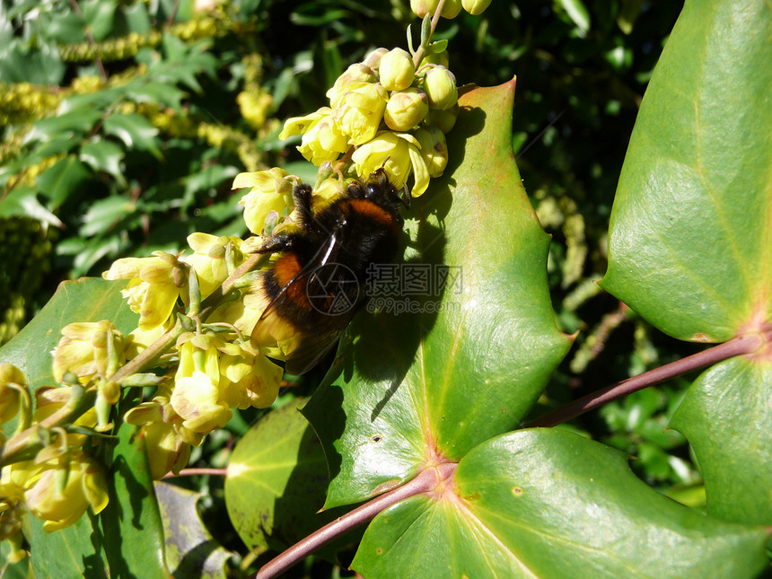 黄蜂请假叶子蜜蜂花园翅膀园艺花瓣植被生长漏洞昆虫图片