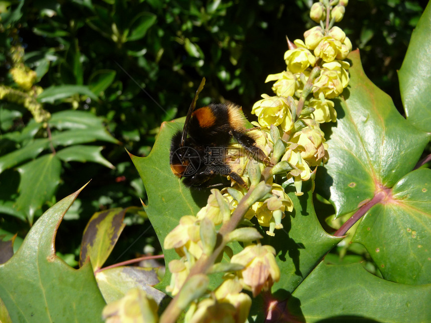 黄蜂请假翅膀野生动物生长植被蜜蜂花瓣昆虫植物群漏洞花园图片