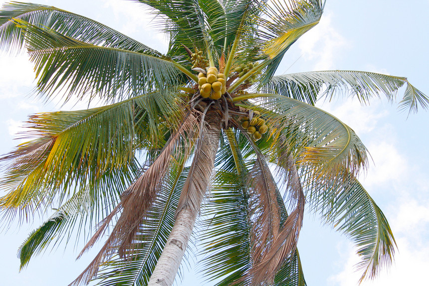 椰子树水平天堂情调椰子摄影棕榈异国天空图片