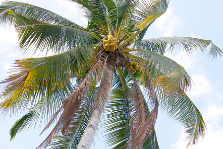 椰子树水平天堂情调椰子摄影棕榈异国天空背景图片