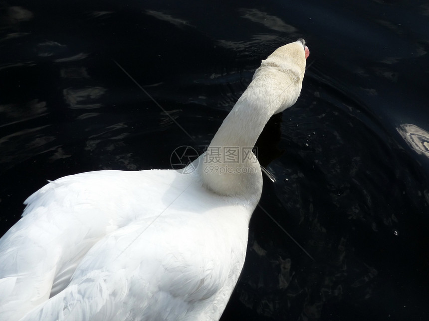 鹰池天鹅波浪野生动物鸟类液体形目白色动物浮力大道图片
