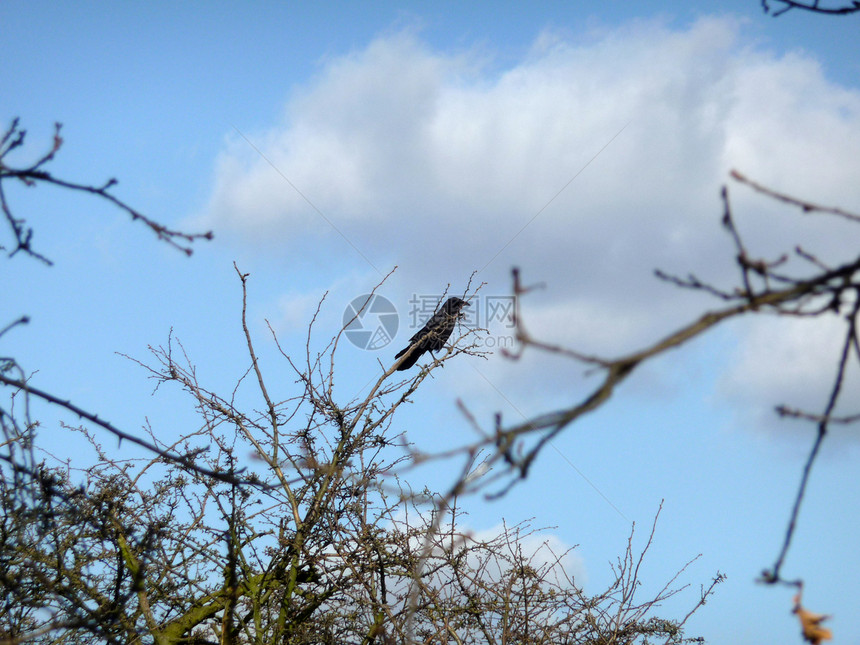 Crow On 分行植物群栖息地景观乌鸦农村分支机构天空森林鸟类蓝色图片