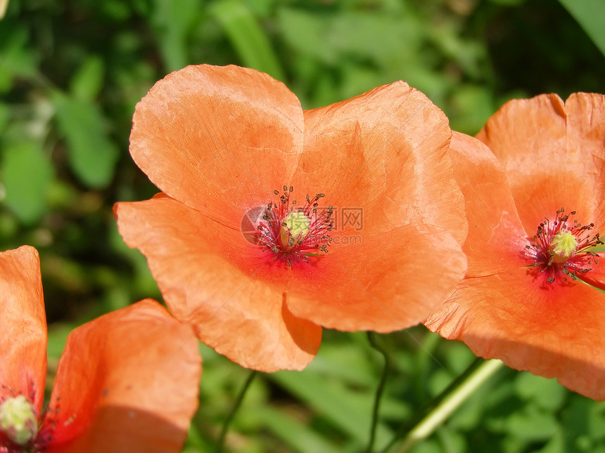 鲜花植物花香自然花园草地公园植被图片