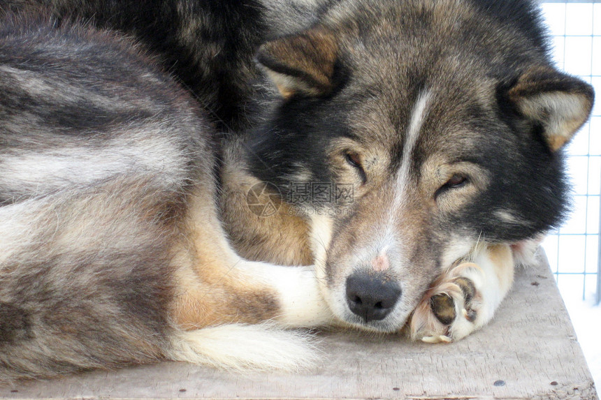 Sledge 狗荒野雪橇说谎动物宠物犬类高山睡眠图片