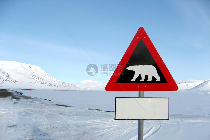 冰熊危险山脉环境摄影图片