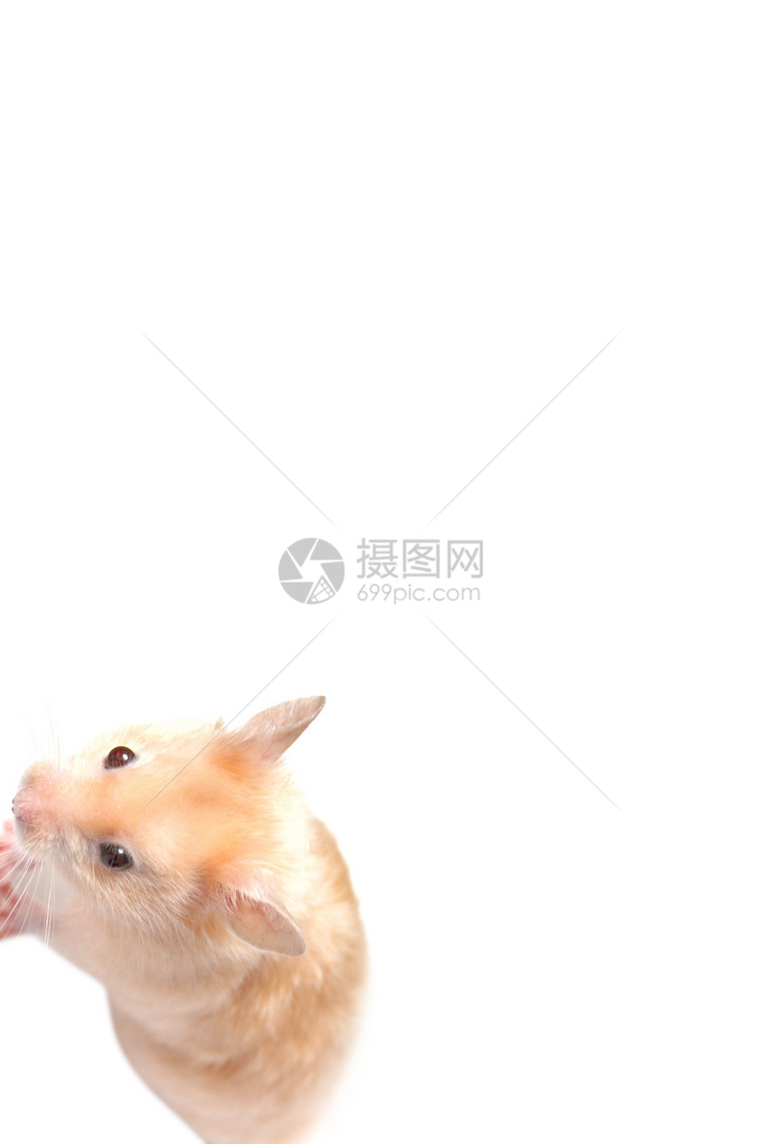 仓鼠橙子耳朵哺乳动物头发爪子毛皮婴儿安全鼻子蛋糕图片