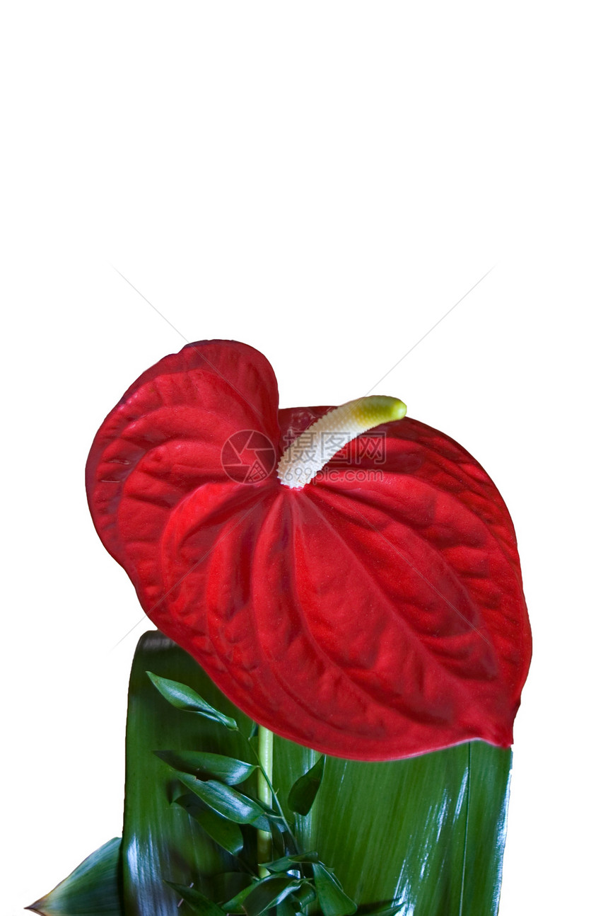安图留植物白色红色图片