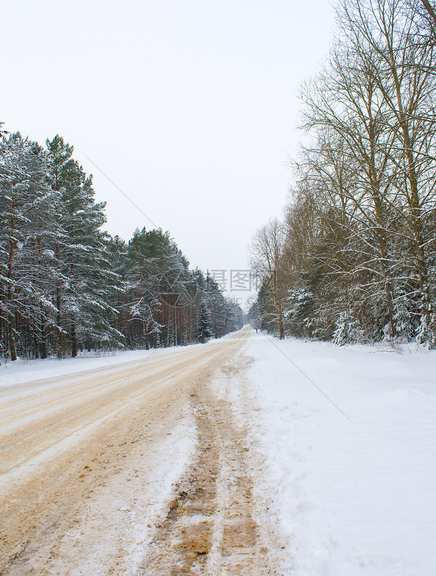 冬季乡村公路沥青驾驶树木天气旅行车削车道松树季节国家图片