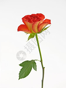 红玫瑰美丽红色玫瑰背景图片