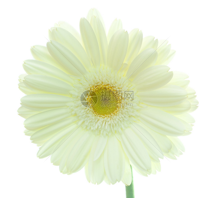 白雪花脆弱性花瓣格柏黄色白色绿色空白植物图片