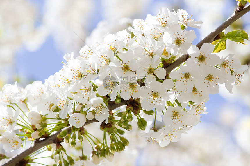 白樱花分枝 春天盛开图片