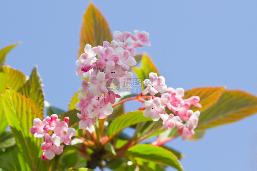 深红的粉红雪球花在阿普里尔(April)图片