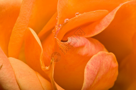 玫瑰婚礼植物花园宏观植物群水分花瓣水滴背景图片