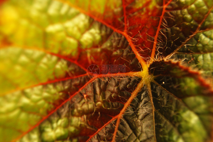 剪近叶叶生态神经静脉叶子季节流动树叶墙纸植物环境图片