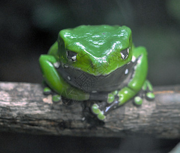 绿树青蛙绿色动物园背景图片