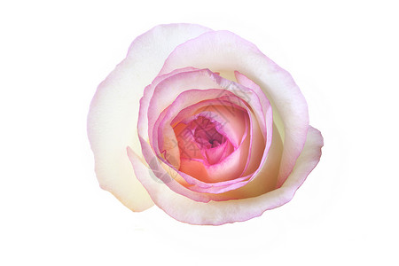 粉红玫瑰白色奢华粉色背景图片