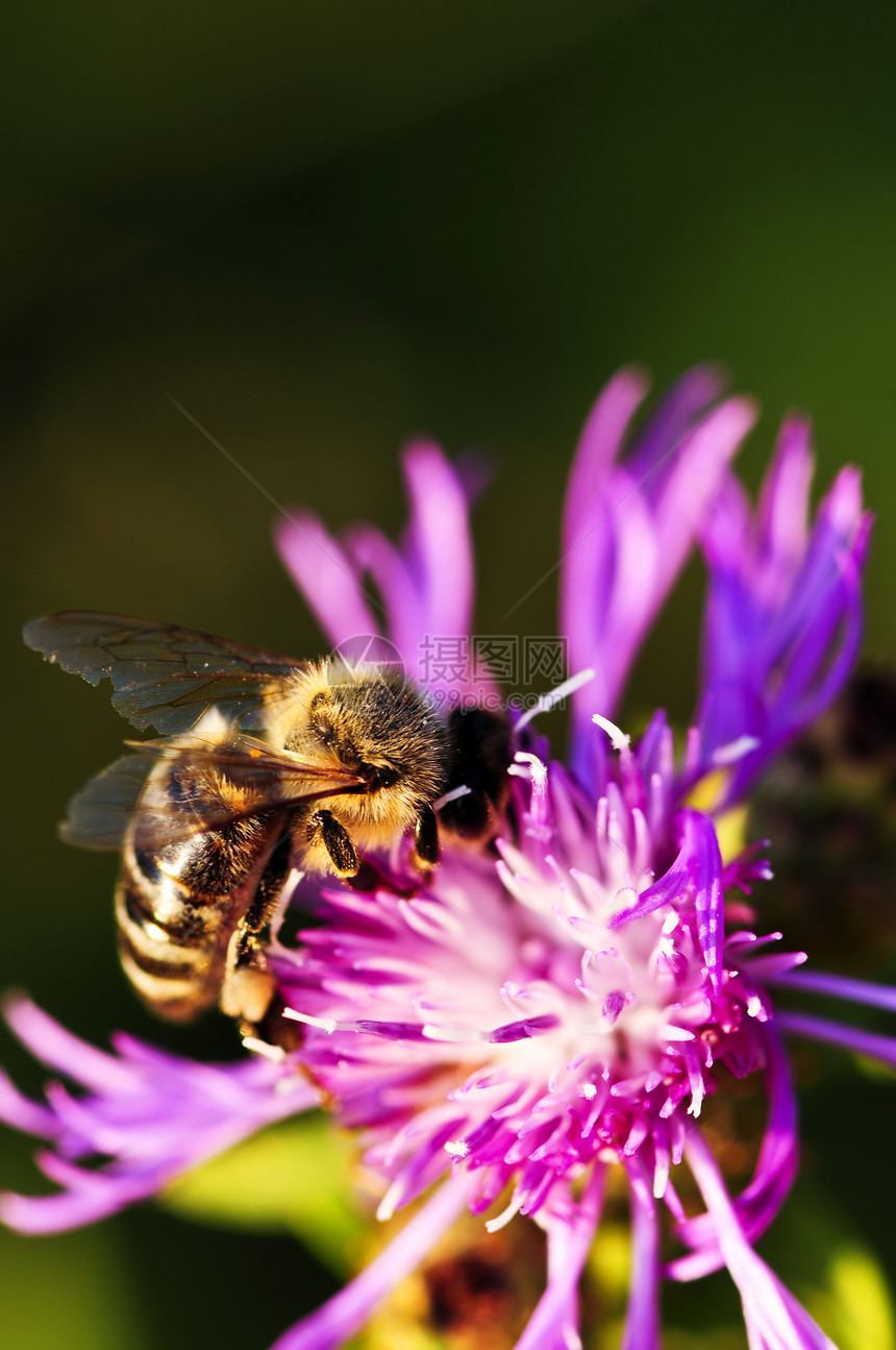 甜蜜蜂在玉米草上花瓣生物植物黑质漏洞蜜蜂天线翅膀昆虫收成图片