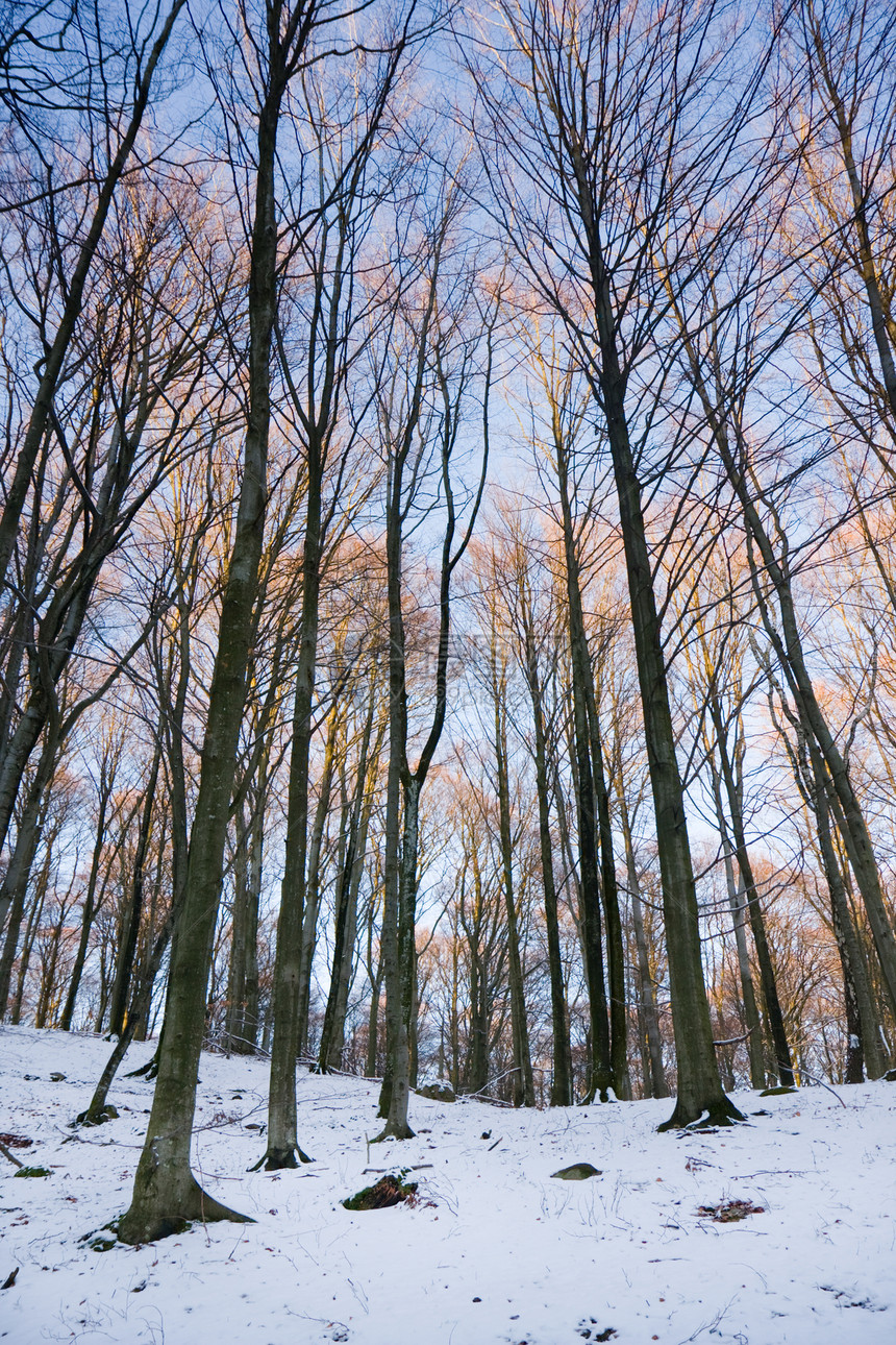 冬季森林树木处女木头植物公园环境植被天气枝条风景图片