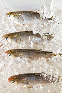 新鲜鱼海鲜冰箱海洋生活背景图片