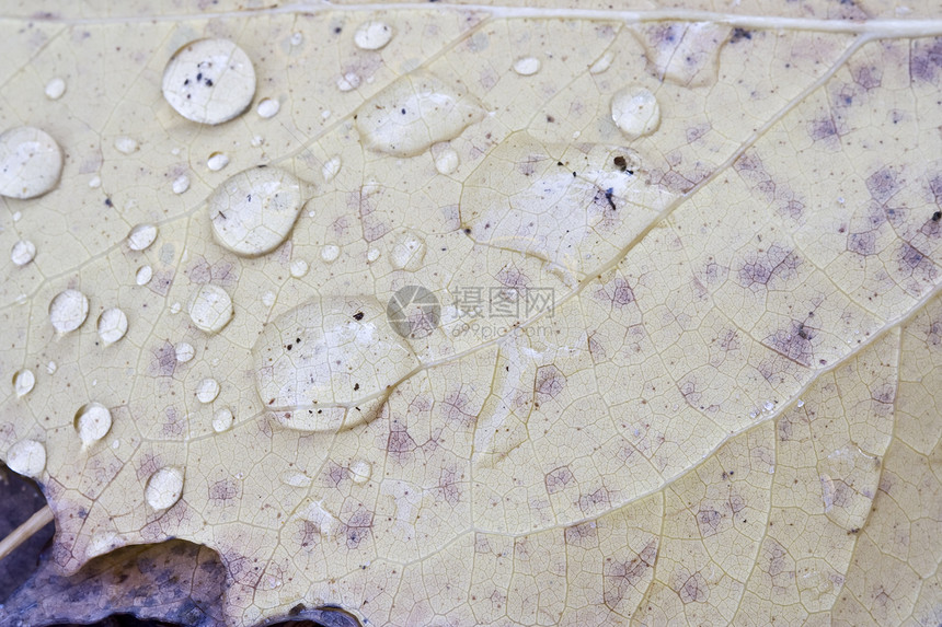 水滴叶子季节性静脉雨滴环境宏观湿度反射水分季节图片