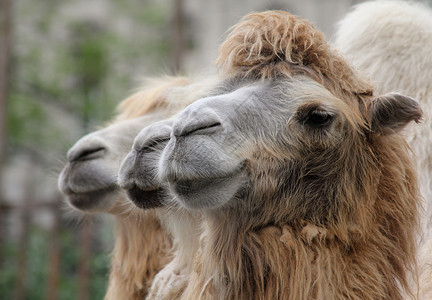 骆驼动物哺乳动物沙漠背景图片